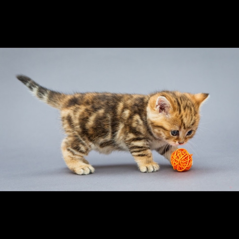 Meet your Posher, Kristi